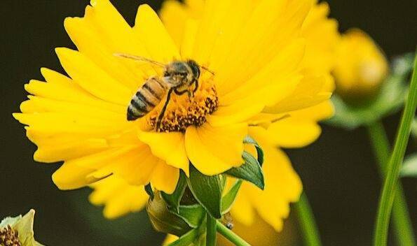 混淆蜜蜂与食蚜蝇！12岁男孩给英语教材纠错 出版社：确实有误！ 