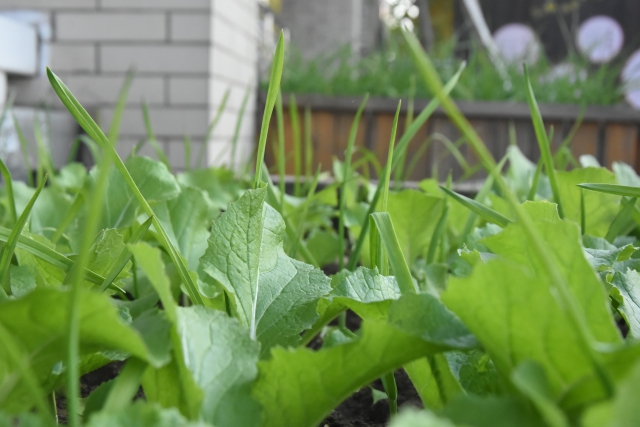 河南济源一中：劳动教育助推学校高质量发展