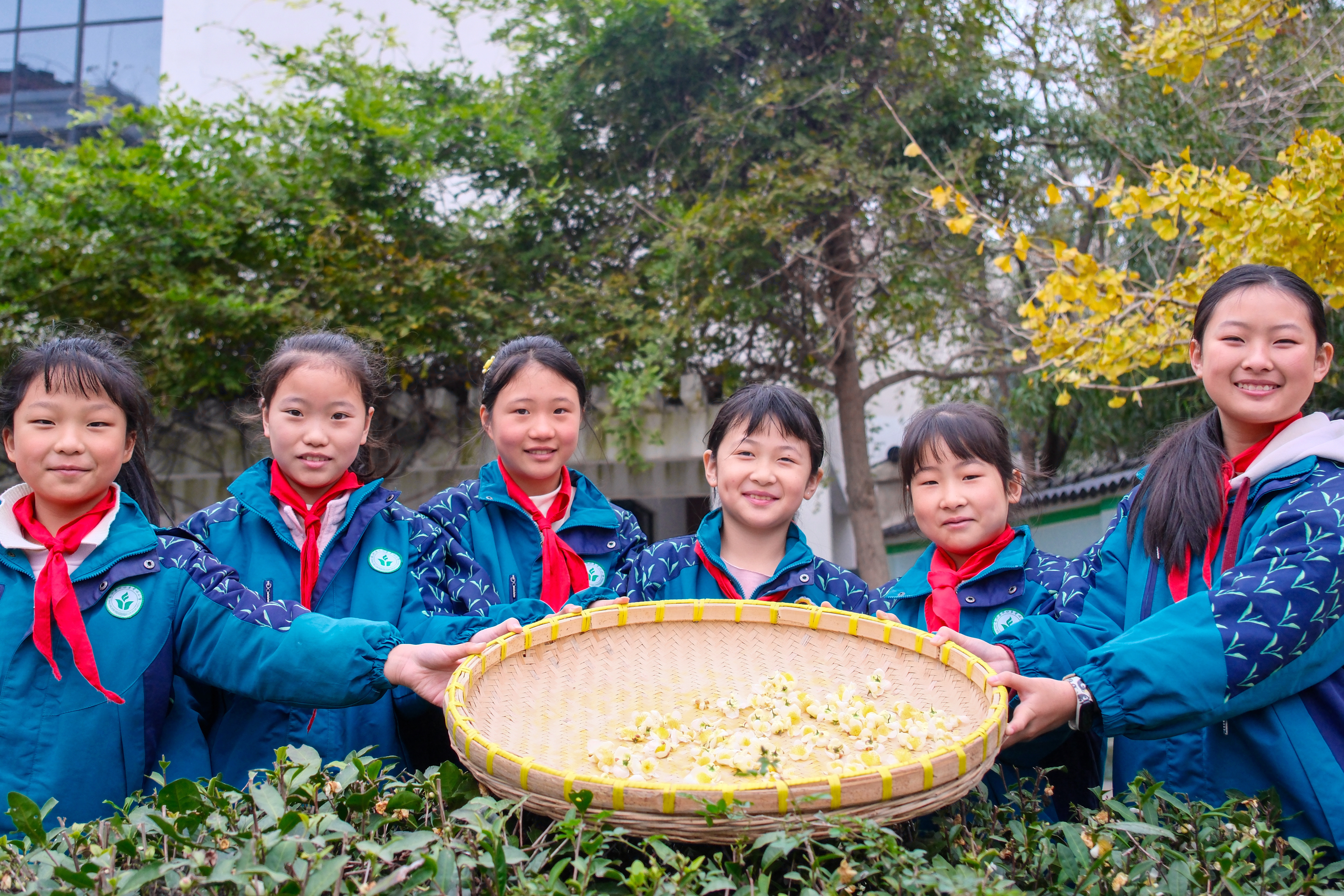 浙江长兴：传统花茶 飘香校园